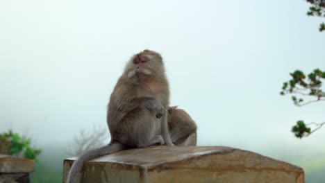 A-wild-monkey-standing-on-the-wall-in-the-forest