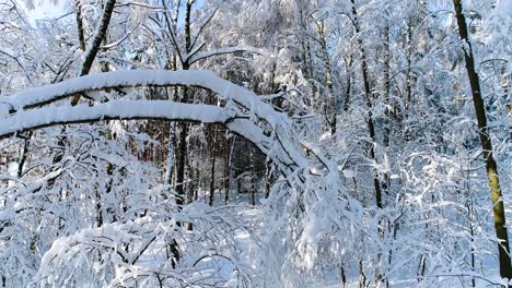 Verschneite-Äste-Im-Wald.-Wintermärchen-Hintergrund