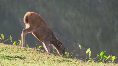 Seen-eating-grass-at-the-edge-of-the-river,-Sambar-Deer,-Rusa-unicolor,-Thailand