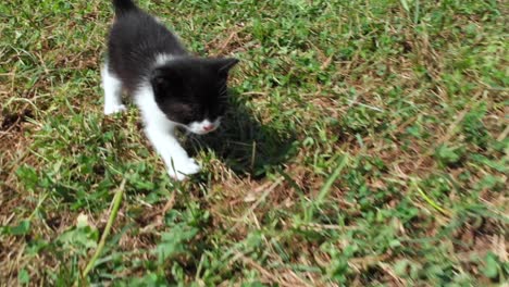 Kamerafahrt-Einer-Kleinen-Katze,-Die-Auf-Einer-Wiese-Läuft