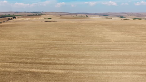 Drohnenaufnahme-Mit-Draufsicht-Auf-Gelbe-Gerstenfelder-Für-Landwirtschaftliche-Nutzflächen-Mit-Offenem-Blauen-Himmel