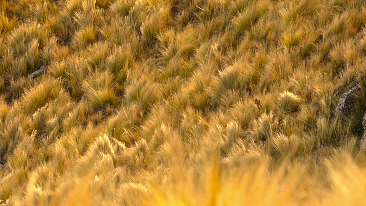 pastizales en las montañas de villa de merlo, san luis, argentina