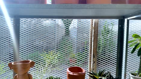 cactus y suculentas expuestas en estantes de invernaderos