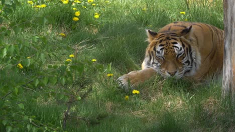 Tigre-Hembra-Naranja-Durmiendo-En-La-Jungla-India