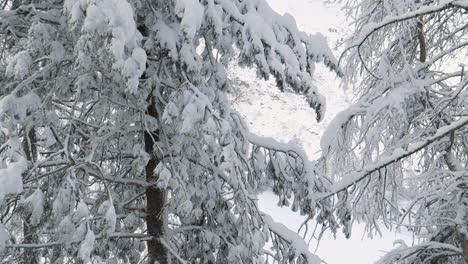 Heavy-snow-covered-trees,-european-larch,-slowmo-panning