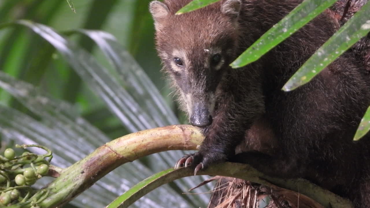 coatí rascándose en un árbol. tiro de retrato de primer plano