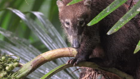 Coati--scratching-in-a-tree.-Closeup-portrait-shot