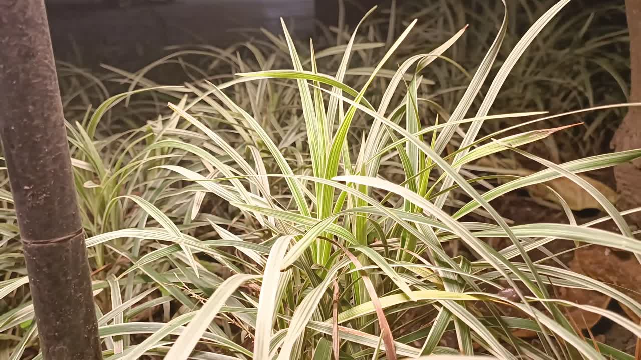 Close-up of Variegated Grass at Night