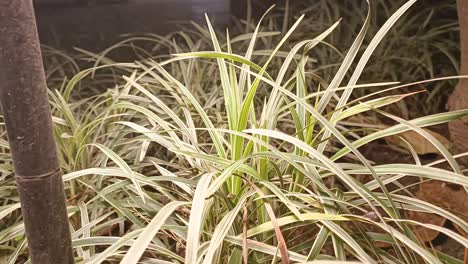 close-up of variegated grass at night
