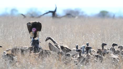 wide shot of a lappet-faced vulture sitting on the head of the buffalo carcass surrounded with lots of white-backed vultures and black-backed jackals, kruger national park