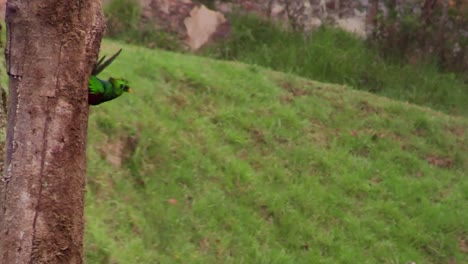 A-beautiful,-resplendent-Quetzal-bird-peeking-out-of-it's-tree-nest-and-flying-off---Wide-shot