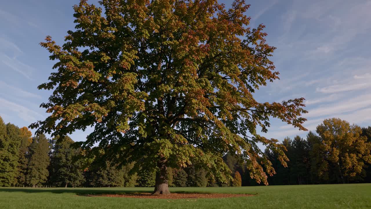 Wide-angle video shot of a solitary tree in a lush green field, showcasing vibrant autumn foliage