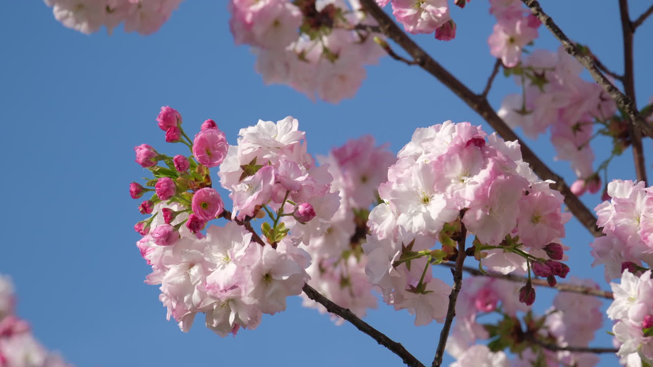 las delicadas flores de cerezo estallan en flor contra un cielo azul claro, anunciando la llegada de la primavera