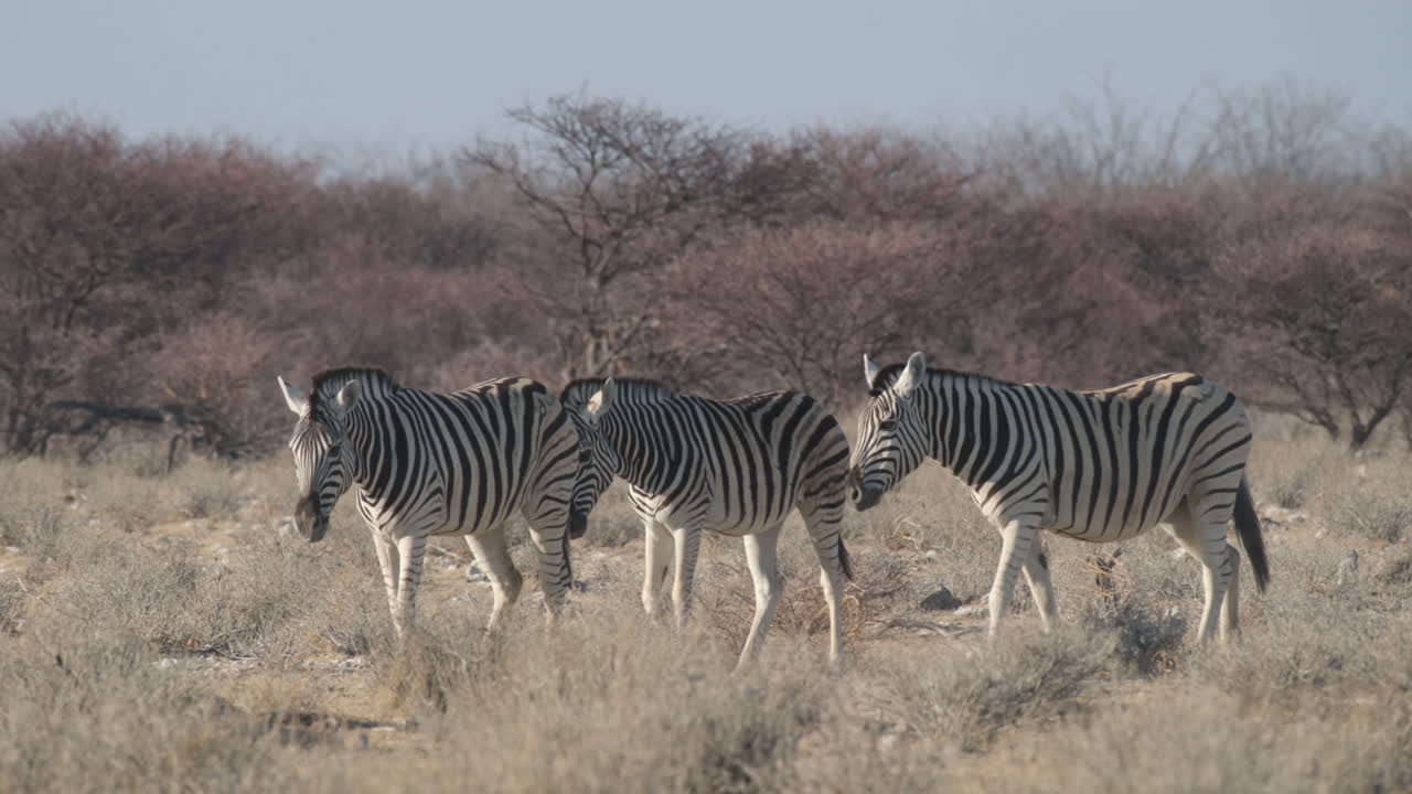 Herd Of Plains Zebra Walking On Grassland In Africa