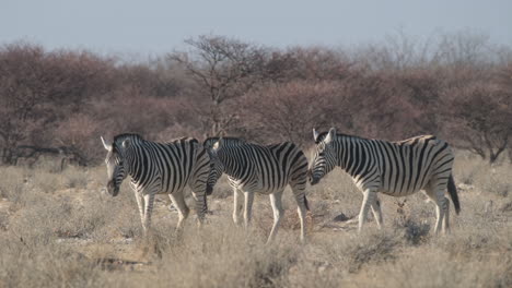 Manada-De-Cebras-De-Las-Llanuras-Caminando-Sobre-Pastizales-En-África