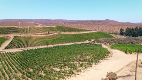 low aerial dolly overhead vineyards with a small solar panel field in fray jorge, chile