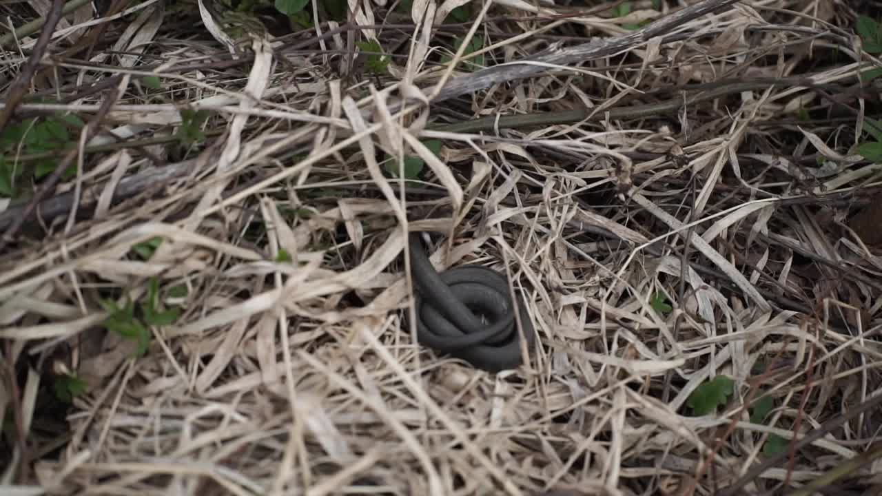 persona que busca en un campo