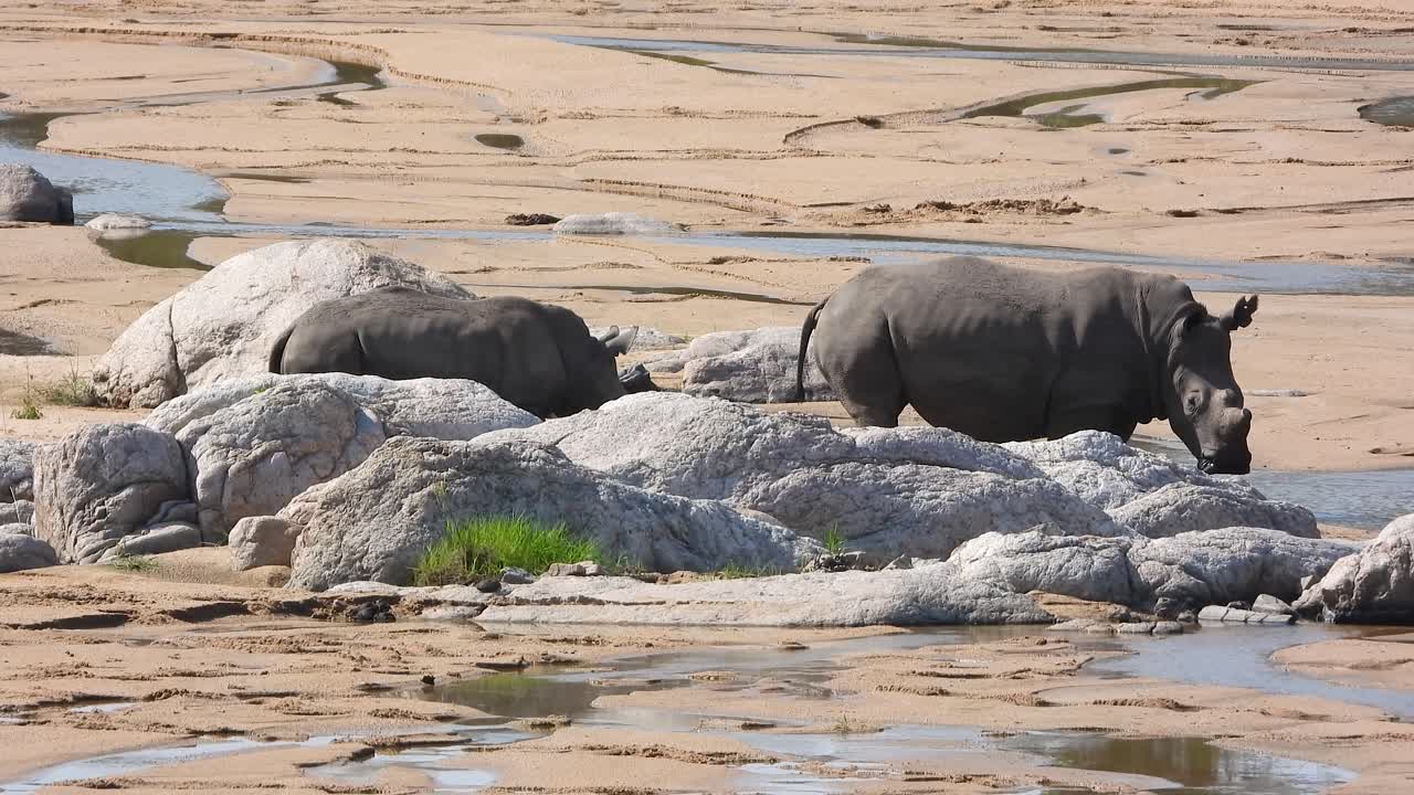dos rinocerontes jóvenes atrapados en video deambulando durante una gira por áfrica