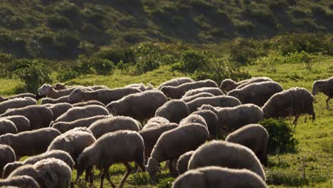 El-Rebaño-De-Ovejas-Se-Mueve-Alrededor-Del-Movimiento-Panorámico-De-La-Cámara-De-Pasto-Verde