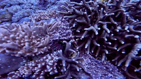 beautiful fly-over a coral-filled landscape covered with hard and soft corals