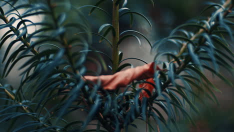 close-up-of-pine-tree-with-brown-autumn-leaf-in-forest