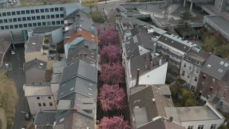 drone - aerial shot of the cherry blossom in the city bonn kirschbluete in der heerstraße breitestraße bonn tourism 30p