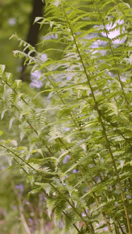 Vertikales-Video-Wald-Nahaufnahme-Farne-Wachsen-In-Der-Britischen-Landschaft-2