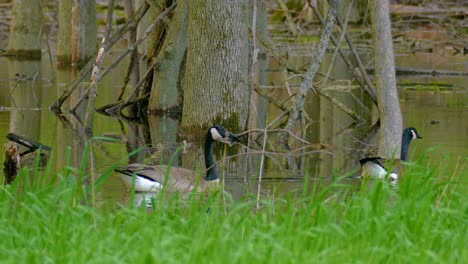 Swimming ducks in a wetland with water reflection at Ottawa, Ontario, Canada