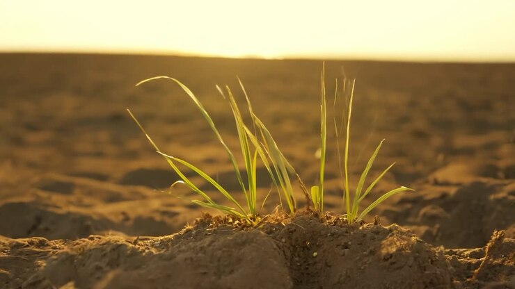 A single stalk of grass emerges from the soil as the sun sets in the background.
