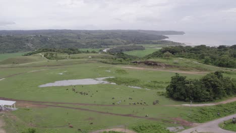 Panoramic-view-of-Sumba-island-with-big-group-of-grazing-water-buffalo,-aerial