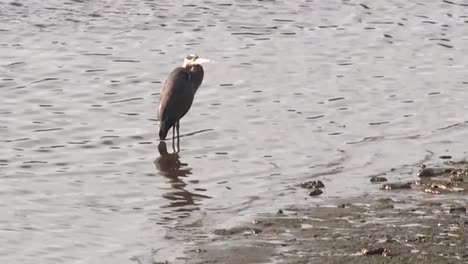 heron standing on a river bank