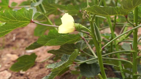 Löffelbiskuits,-Okra-Grünes-Gemüse-Abelmoschus-Esculentus-Mit-Blumen