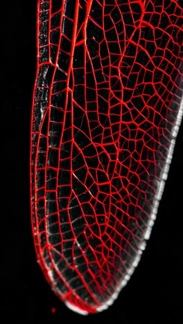 closeup of a plant leaf with red veins on a black background