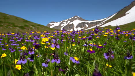 vibrant wildflowers in an alpine meadow