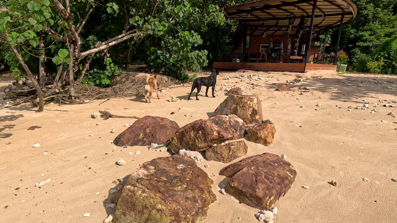 Two stray dogs walk across a sunlit sandy beach with scattered rocks and shells, lush greenery, and a rustic wooden structure in the background. Handheld camera movement