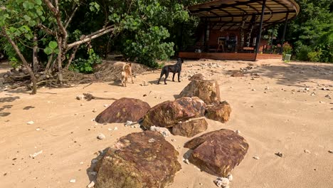 two stray dogs walk across a sunlit sandy beach with scattered rocks and shells, lush greenery, and a rustic wooden structure in the background. handheld camera movement
