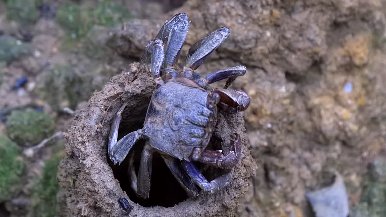 싱가포르의 나무 꼭대기에 있는 게의 근접 촬영 풍경 - 근접 촬영