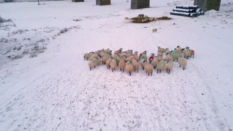 a startled herd of scottish blackface sheep are grazing on straw in the snow