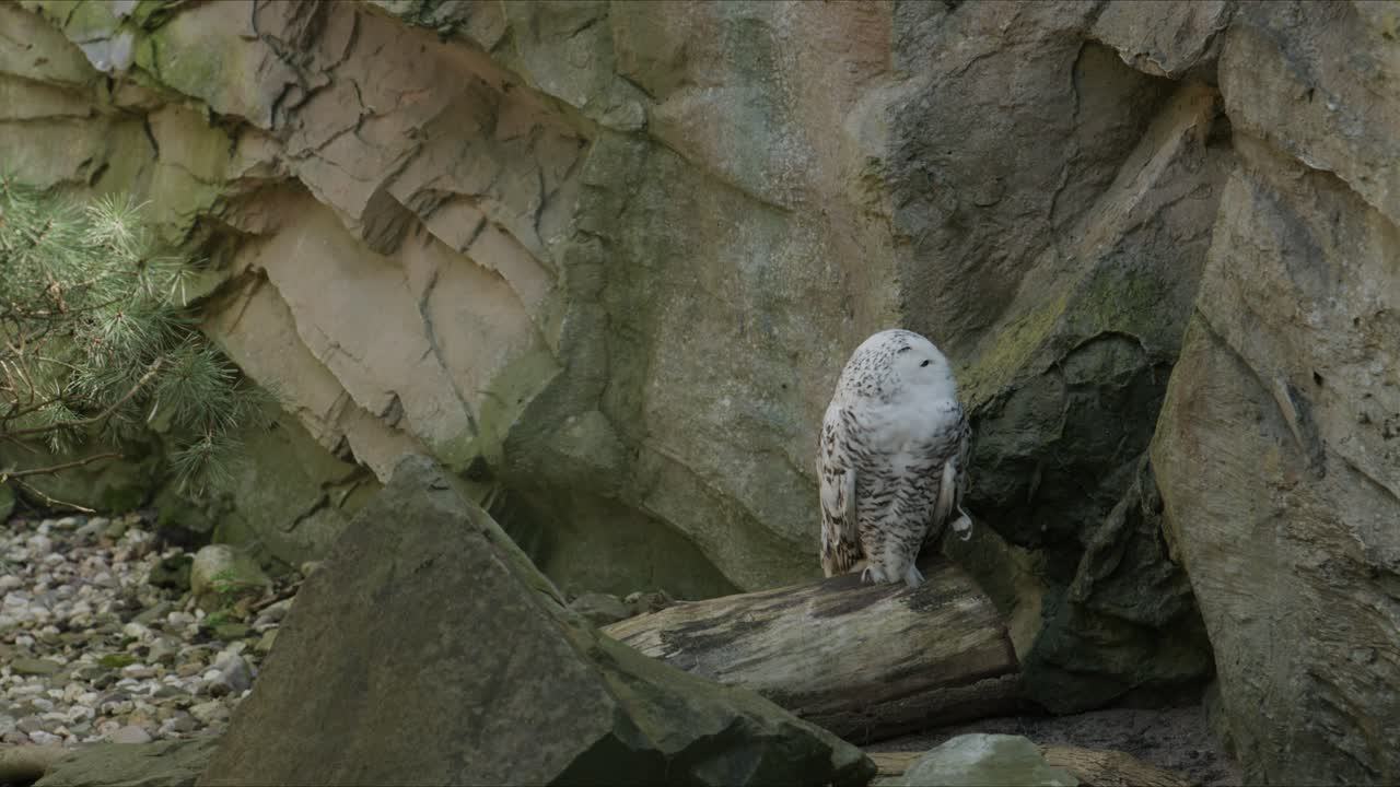 Un gufo delle nevi siede su un tronco di legno in un recinto roccioso dello zoo e gira lentamente la testa da un lato all'altro. La scena evidenzia il caratteristico piumaggio bianco del gufo con macchie scure e la sua espressione attenta