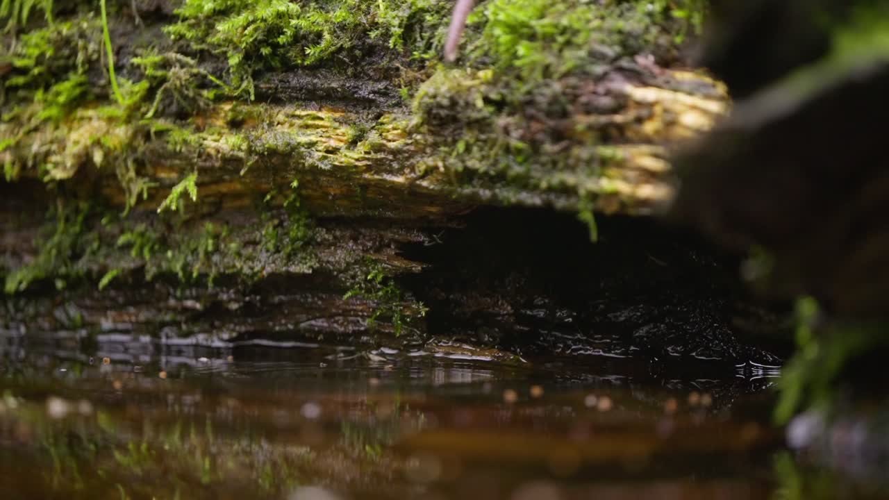 Rat dives quickly into puddle beside mossy log, creating ripples and brief splash in slow motion