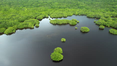 Natürliches-Wasserreservat-Auf-Einer-Karibischen-Insel-Atemberaubende-Aussicht-Mit-Mangeln-Und-Unterwasservegetation