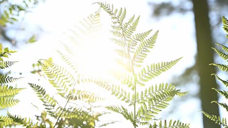 Verträumtes-Sonnenlicht,-Das-Durch-Sanft-Im-Wind-Wehende-Farnblätter-Dringt