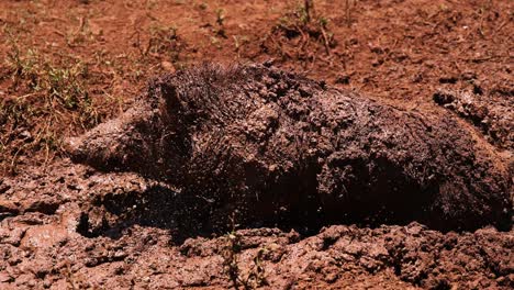 pig rises from mud bath and shakes itself clean