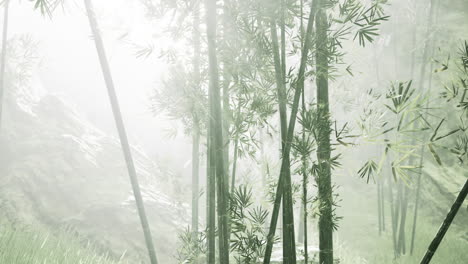 Morning-atmosphere-in-a-bamboo-forest