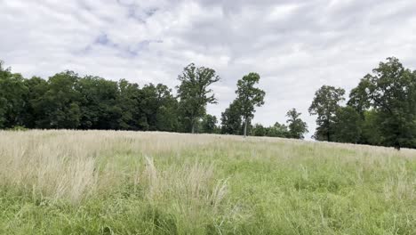 traveling of green trees and cloudy skies