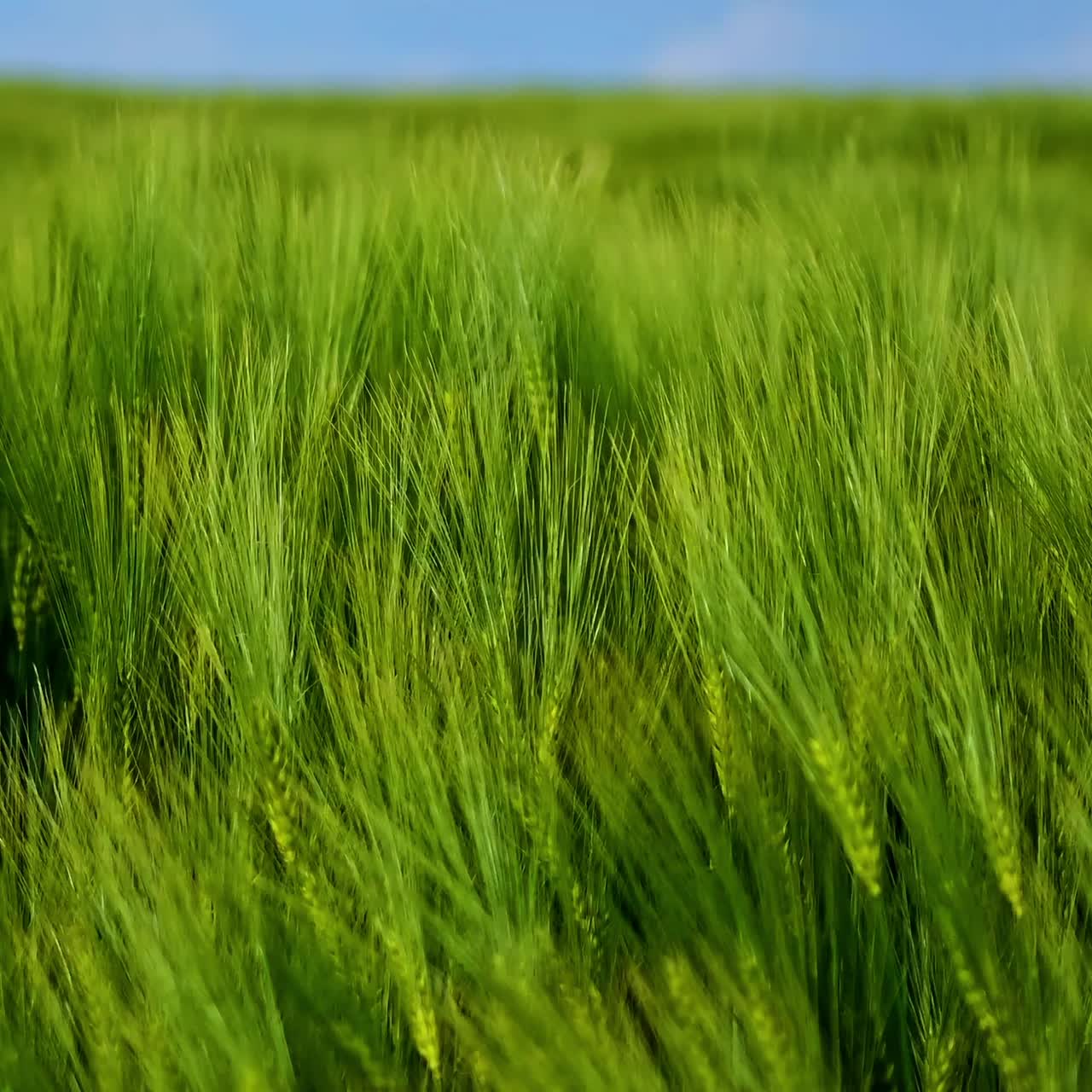Organic green wheat
