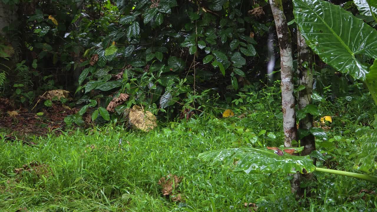 Lush tropical plants and foliage are wet from rainfall in the dense forest environment of Mari Mari village, Kota Kinabalu, Malaysia