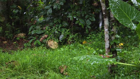 lush tropical plants and foliage are wet from rainfall in the dense forest environment of mari mari village, kota kinabalu, malaysia