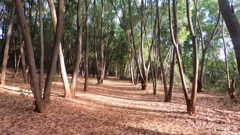 Reverse-Time-Lapse-View-Of-Walking-Away-From-The-Forest---Time-Lapse