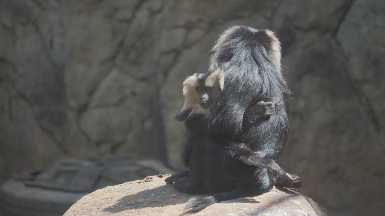 Young lion-tailed macaque holding another, sharing a peaceful moment together